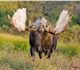Просмотреть foto Разное Куплю рога лося самовывоз 100р за кг расчёт на месте 2253152 в Екатеринбурге Фотография в Мебель и интерьер Разное Куплю рога лося самовывоз 100р за кг расчёт в Екатеринбурге 100