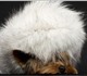 Новое фото Товары для животных Одежда для собак от URBAN DOGS в розницу и оптом 2400238 в Москве Foto в Домашние животные Товары для животных Фирма URBAN DOGS динамично развивающееся в Москве 0