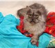 Скачать фотографию Отдам даром Отдам из приюта в хорошие руки серого персидского кота 3955921 в Москве Фотография в Домашние животные Отдам даром Москва и МО. Ведь такому очаровательному в Москве 0